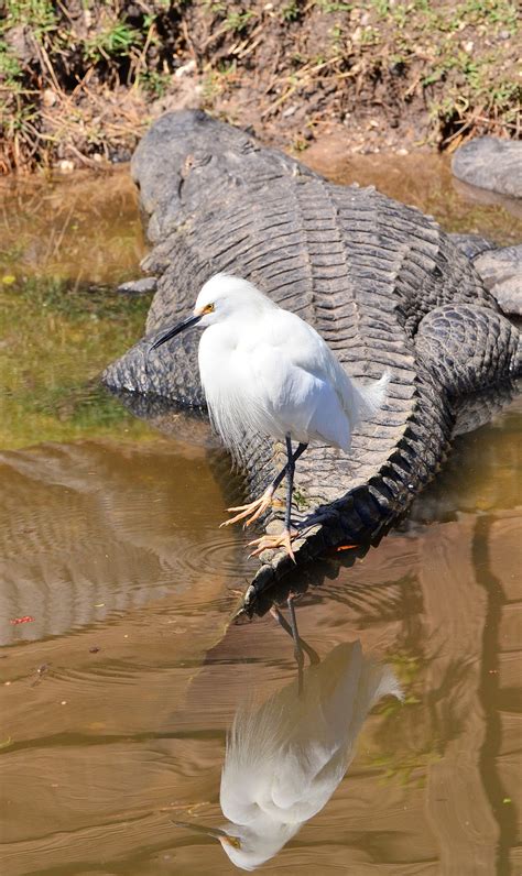 Dinas City Wildlife Adventures Alligators And Birds At Gatorland
