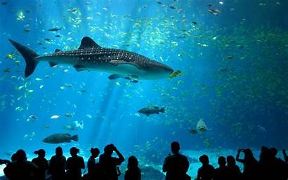 Shark Aquarium Whale Animals Sea Fish Wallpapers