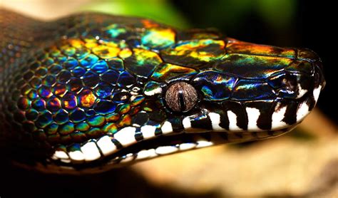 Meet Rainbow The White Lipped Python Bothrochilus Albertisii Her