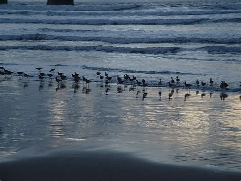 Beach Birds This Group Of Birds On The Beach At Morro Rock Flickr