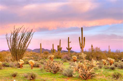 They produce food in both the fruit and the edible green pads of the cactus. Sonoran Desert Landscape With Tall Cactus, Barrel Cacti ...