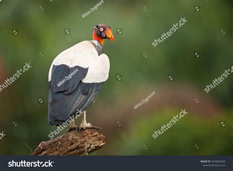 King Vulture Sarcoramphus Papa Large Bird Stock Photo Edit Now 1818681020