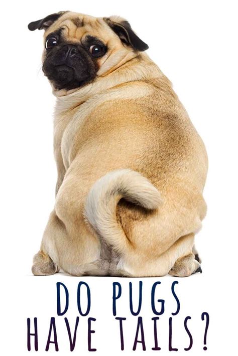 Do Pugs Have Tails A Guide To The Popular Curly Pug Tail