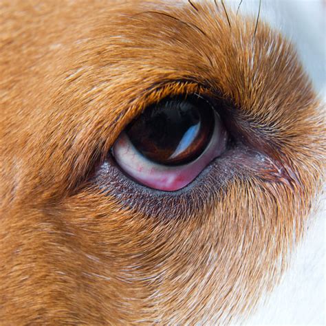 Know the causes, symptoms, diagnosis, treatments, and natural remedies of conjunctivitis in cats here. Can Dogs get Pink Eye from Humans, Symptoms and Treatment ...