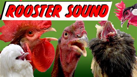 Roosters 🐓 Crow sound plus a HEN crowing loud ! - YouTube