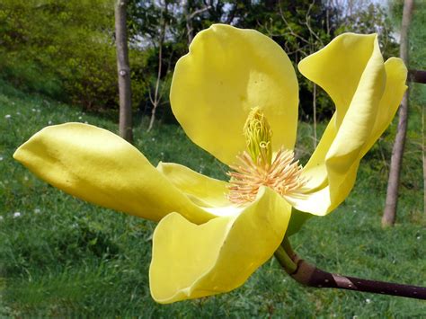 Magnolia Honey Liz Magnoliaceae Magnífica Magnolia De Flickr