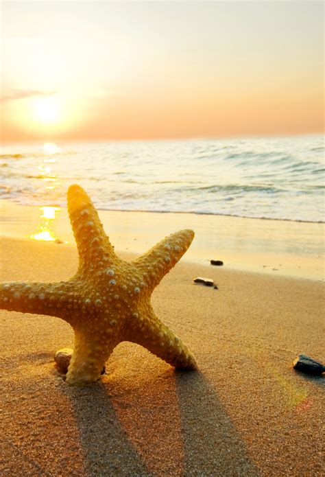 Starfish Sunset Wallpaper For Iphone 11 Pro Max X 8 7 6 Free
