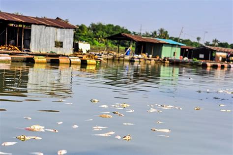 Photos Over 100 Tons Of Dead Fish In Dong Nai River News Vietnamnet