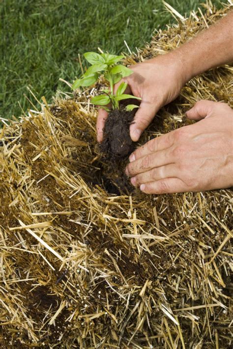 Conditioning hay bales for gardening. How to Easily Build a Straw Bale Garden | Home Design ...