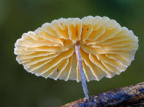 Amazing Places In The World The Most Beautiful Rare Mushrooms Taken By