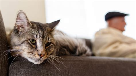 Choosing the best wet cat food for your pet will go a long way to keeping them healthy and happy, even if they are six dinner sid! Best Cat Food For Older Cats - Choosing The Right Senior ...