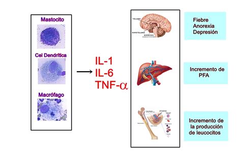 Proteinas De Fase Aguda BRAINCP