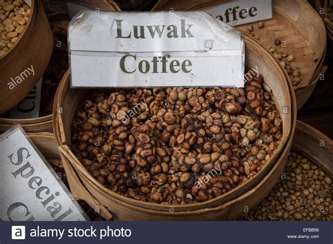 We did not find results for: Civet Cat Stock Photos & Civet Cat Stock Images - Alamy