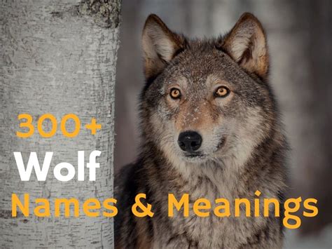 300+ Wolf Names and Meanings | HubPages