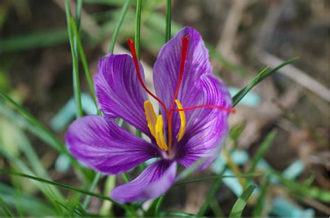 Harvesting the spice is labor intensive (it is gathered and processed by hand); Saffron, a spice worth more than gold