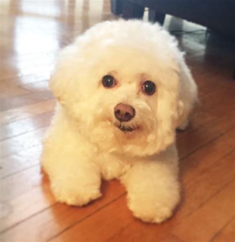 (di kayo makaka alis dito nang walang nabibili). Bichon Frise For Adoption To Loving Home in New York City ...