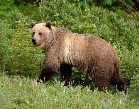 There's no doubt that there are several different types of bears in existence today. mexican grizzly bear -1964ad | Canadian wildlife, Wildlife ...