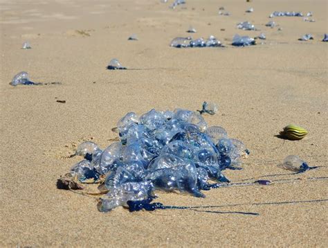 Bluebottles Make Waves For Beach Goers Heres How To Tell If Youre