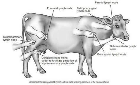 العقد الليمفاوية في الابقار🐄🐄 Superficial Bovine Lymph Node