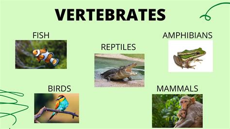 Vertebrates Create Webquest