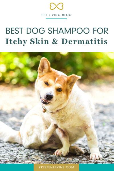 The Best Dog Shampoo For Itchy Skin And Dermatitis