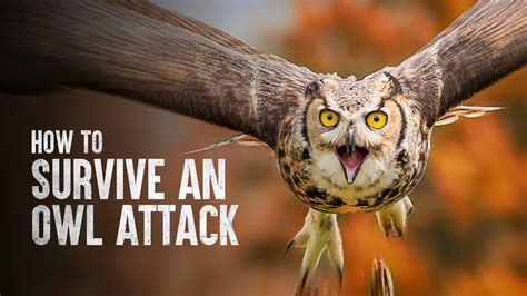 Has An Owl Ever Attacked A Human? Best 8 Answer - Chiangmaiplaces.net