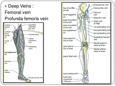 Diagram Of Veins In The Leg