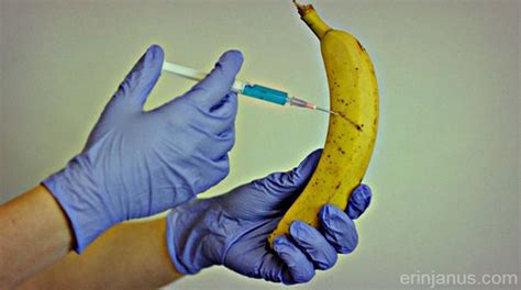 Untested Gmo Bananas Will Be Used For The Direct Experiment On American