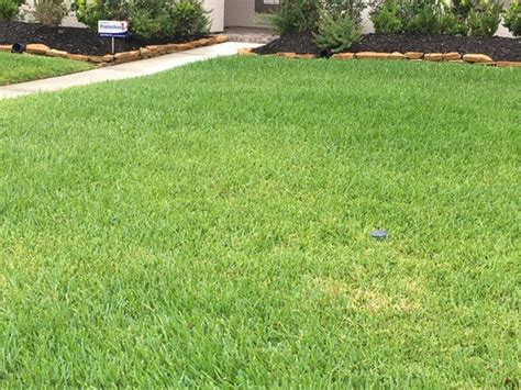 Established lawns with deep, extensive root systems sometimes can be watered less often. Grass not growing evenly