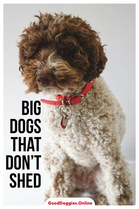 *this breed comes with a big red asterisk, so let's get that out of the way! Large Dog Breeds That Don't Shed | 7 Non-Shedding Dogs ...