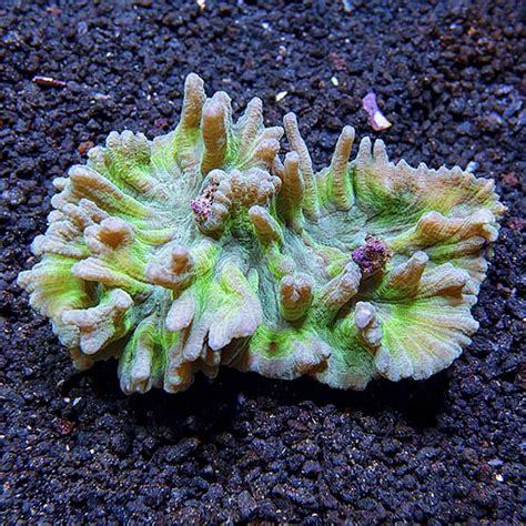 Spiny Cup Pectinia Coral Lps Large Polyp Stony Corals