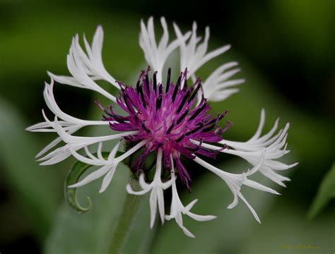 Check spelling or type a new query. Purple & White Flower | I cannot remember the name of this ...