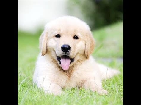 Check spelling or type a new query. Süße Hunde Welpen Bilder Diashow mit Musik : Riptide 🐶 ...