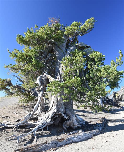 Whitebark Pine Featured Creature Us National Park Service