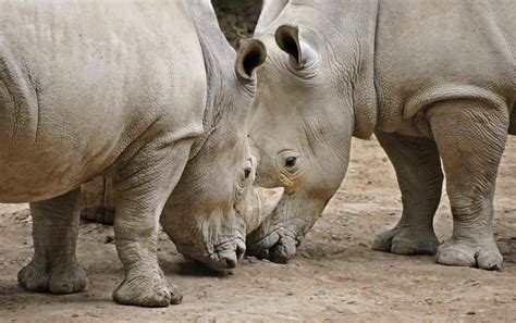 Bezplatný Obrázek Afrika Nosorožce Safari Volně žijící Zvířata