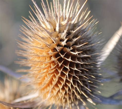Spiky Field Plant Dipsacus Laciniatus Cut Leaved Teasel Image