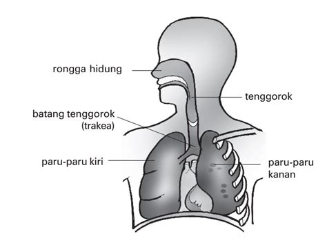 Pengertian Sistem Pernapasan Manusia Alat Organ Dan Fungsi Riset