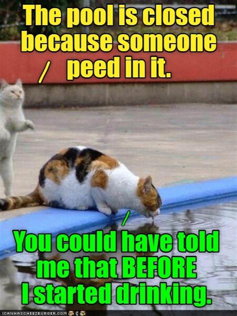 Now You Tell Me Lolcats Lol Cat Memes Funny Cats Funny Cat