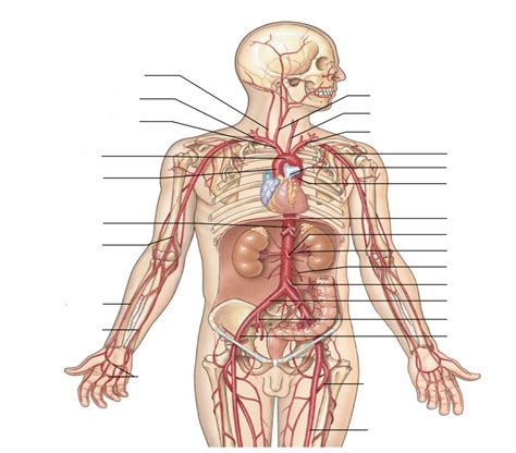 Most arteries carry oxygenated blood; Systemic Arteries Diagram / Aorta Wikipedia - The systemic ...