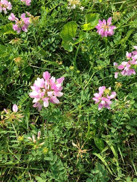 Crownvetch Securigera Varia Securigera Varia Commonly Known As