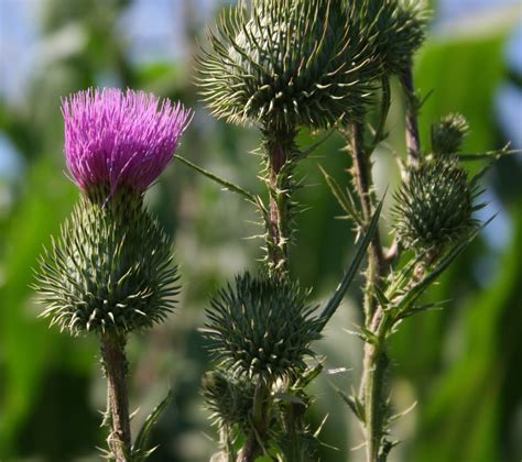 All orders are custom made and most ship worldwide within 24 hours. Bull thistle - Cirsium vulgare - Plant & Pest Diagnostics