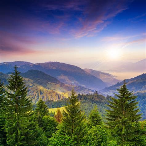 Pine Trees Near Valley In Mountains And Summer Forest On Hillside Under
