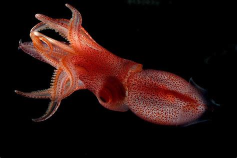 Deep-sea squid points a big, bulging eye up and a tiny eye down | New ...