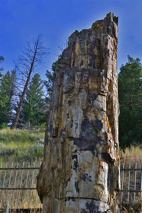 Petrified Tree Upper And Lower Falls Yellowstone Park Rving With L
