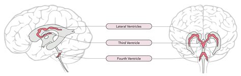 Cerebrospinal Fluid Csf And Blood Brain Barrier Bbb Physiology