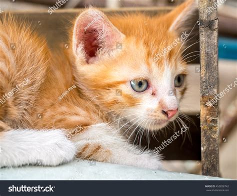 Little Cute Golden Brown Kitten With Blue Eyes In Outdoor