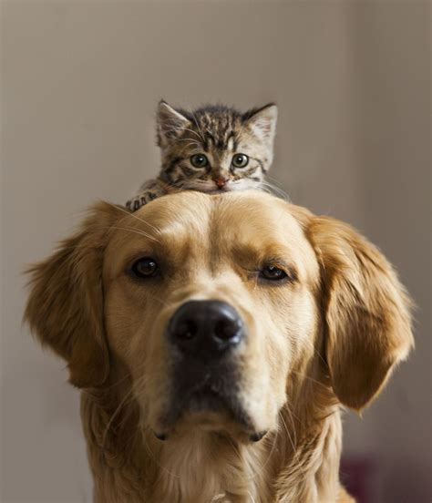 A Cat Sitting On Top Of A Dogs Head