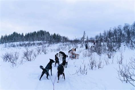 3 Best Dog Sledding In Iceland Tours 2024 A Backpackers World