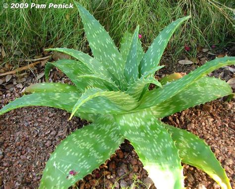 What if overwatered aloe vera is impossible to revive. Separating agave pups is ruff but doggone rewarding | Digging