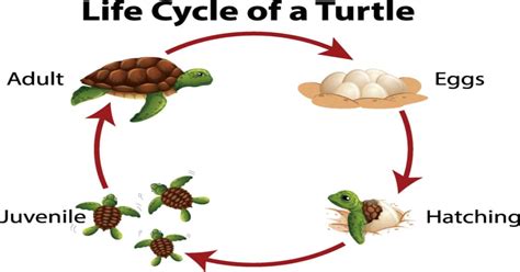 Life Cycle Of A Baby Turtle